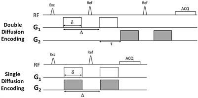 Optimizing Filter-Probe Diffusion Weighting in the Rat Spinal Cord for Human Translation